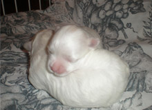 Cachorros bichon maltes recien nacidos
