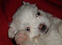 Cachorro de bichon Maltes