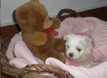 Venta de cachorro maltes