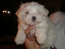 Cachorros bichon maltes recien nacidos