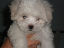 Cachorro de bichon Maltes