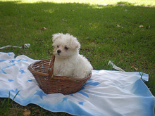 Venta de cachorro maltes