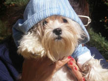 Ropa para bichon maltes recien nacidos